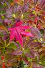 USA, Washington, Sammamish. Garden with frost on fallen Japanese maple leaf onto frosted azalea Art Print